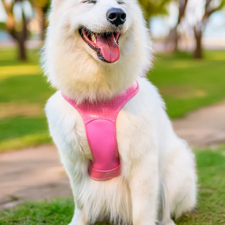 Perro blanco con arnés rosado