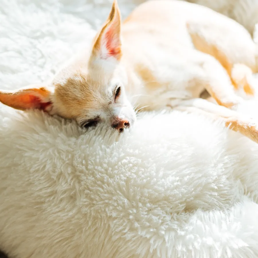 Perro pequeño en una cama de felpa