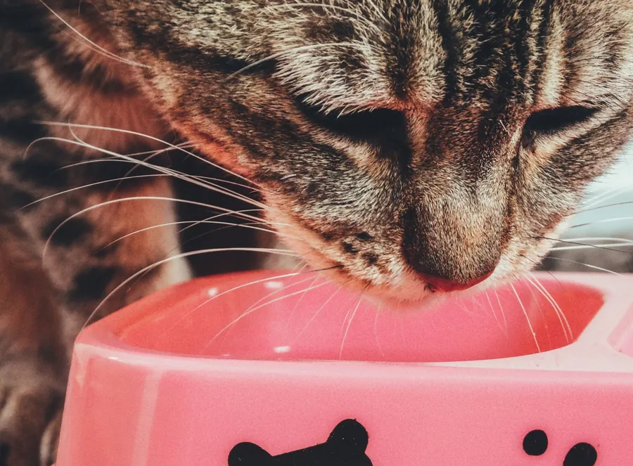 Gato comiendo desde un plato rosado