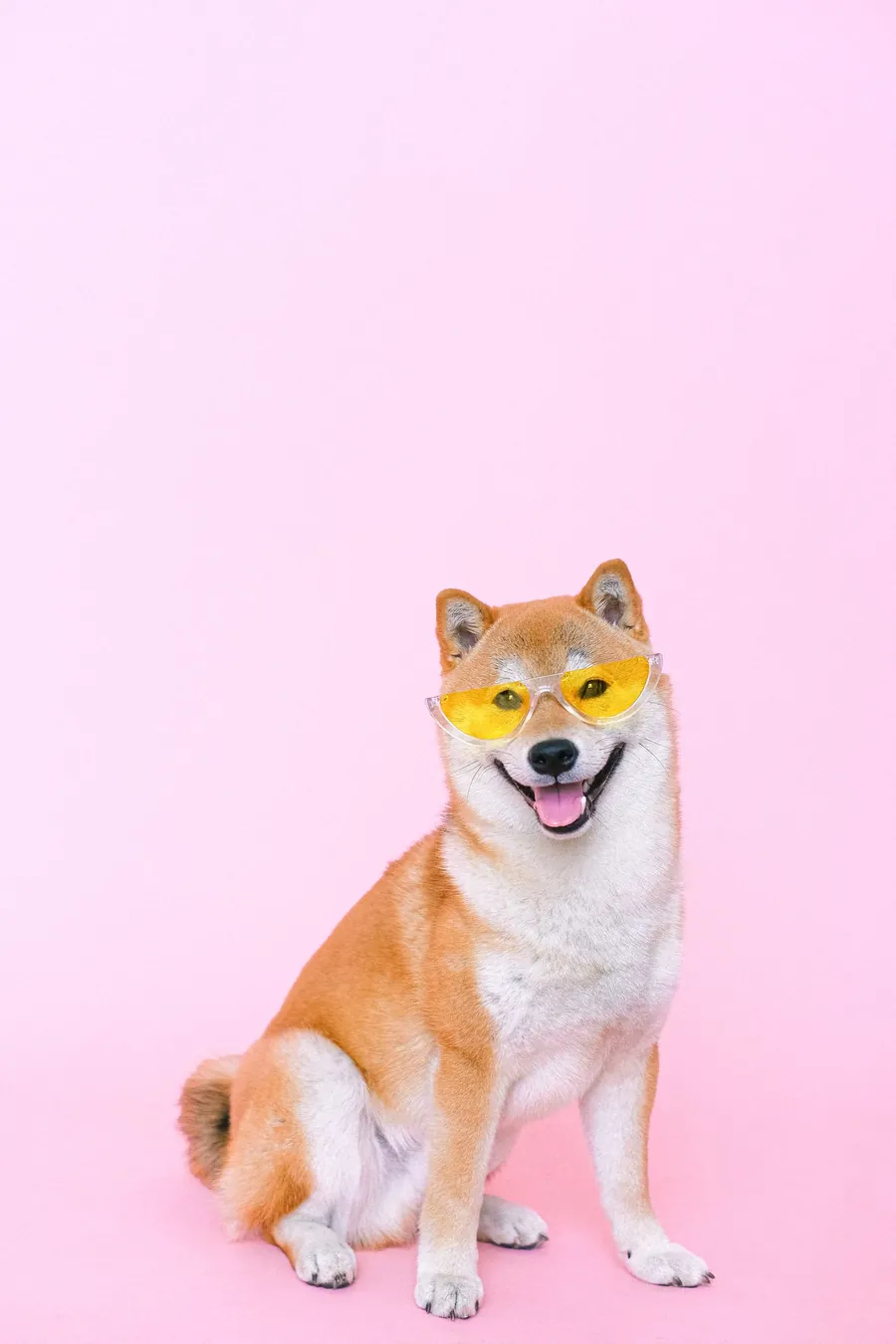 Shiba con lentes de sol